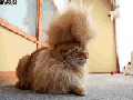 Majestic