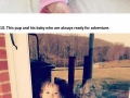 Pitbulls with babies