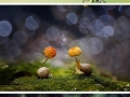 Animals' natural umbrellas