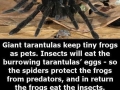 Spider and frog buddies