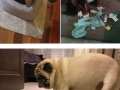 Guilty dogs