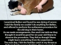 A dog's purpose