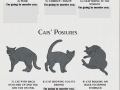 Cat behaviors explained