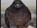 Bad a** pigeons be like