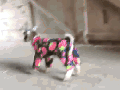 Baby goats in pyjamas