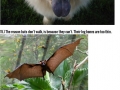 Animal facts