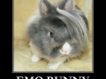 Emo bunny