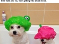 Dog life hacks