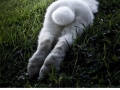 Animals posing like pros