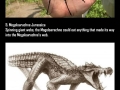 Extinct animals part 1