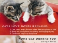 Facts about cats