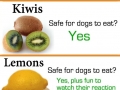 Can your dog eat fruits?