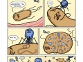 Biology in action