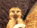 Meerkat on the job