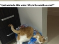 Cat in a trap