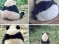 Pandas sit alone when sad
