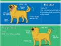 Canine body language
