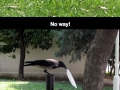 Good Guy Crow