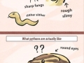 Snakes are adorable