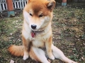 Mikho, the Shiba Inu