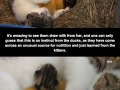 The cat who adopted ducks