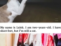 Disabled cats are awesome
