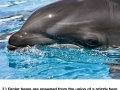 Real animal hybrids
