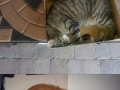 Cat logic