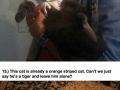 Pets dressed up by owners