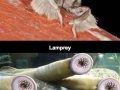 Animals you may not know