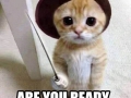 Surrender please..