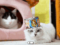 My favourite cat gif