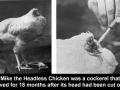 One tough chicken