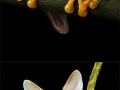 Photoshop zoo
