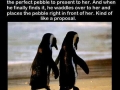 Penguins in love
