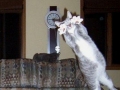 Animal photobombers