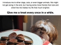 Important dog facts