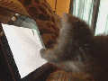 Ninja kitty