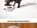 Clever ads using animals
