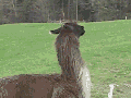 Nope! Can't deal with it!