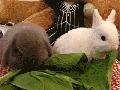 Nom Nom Nom Nom