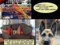 The best dog fort