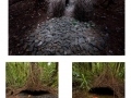 The bowerbird