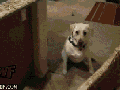 OCD Dog