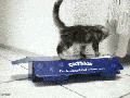 Noooo! Stay in!