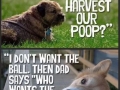 A dog's perspective