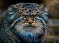 Meet the Pallas cat
