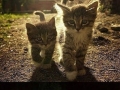 The cutest compilation