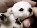 Baby polar bear