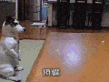 One impressive dog